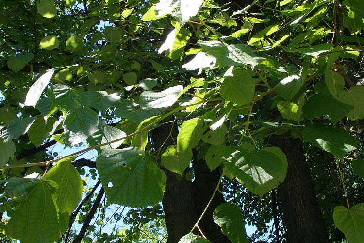 linden